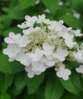 Quickfire Hydrangea Edited