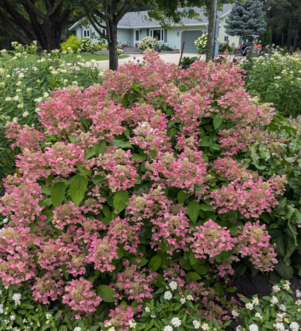 Quickfire Hydrangea Edited 2