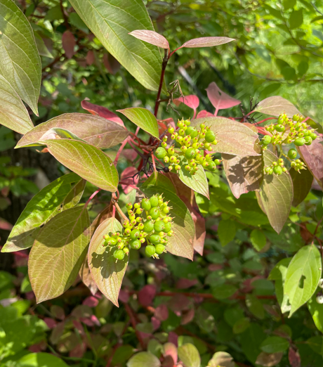 Red Osier Dogwood Edited