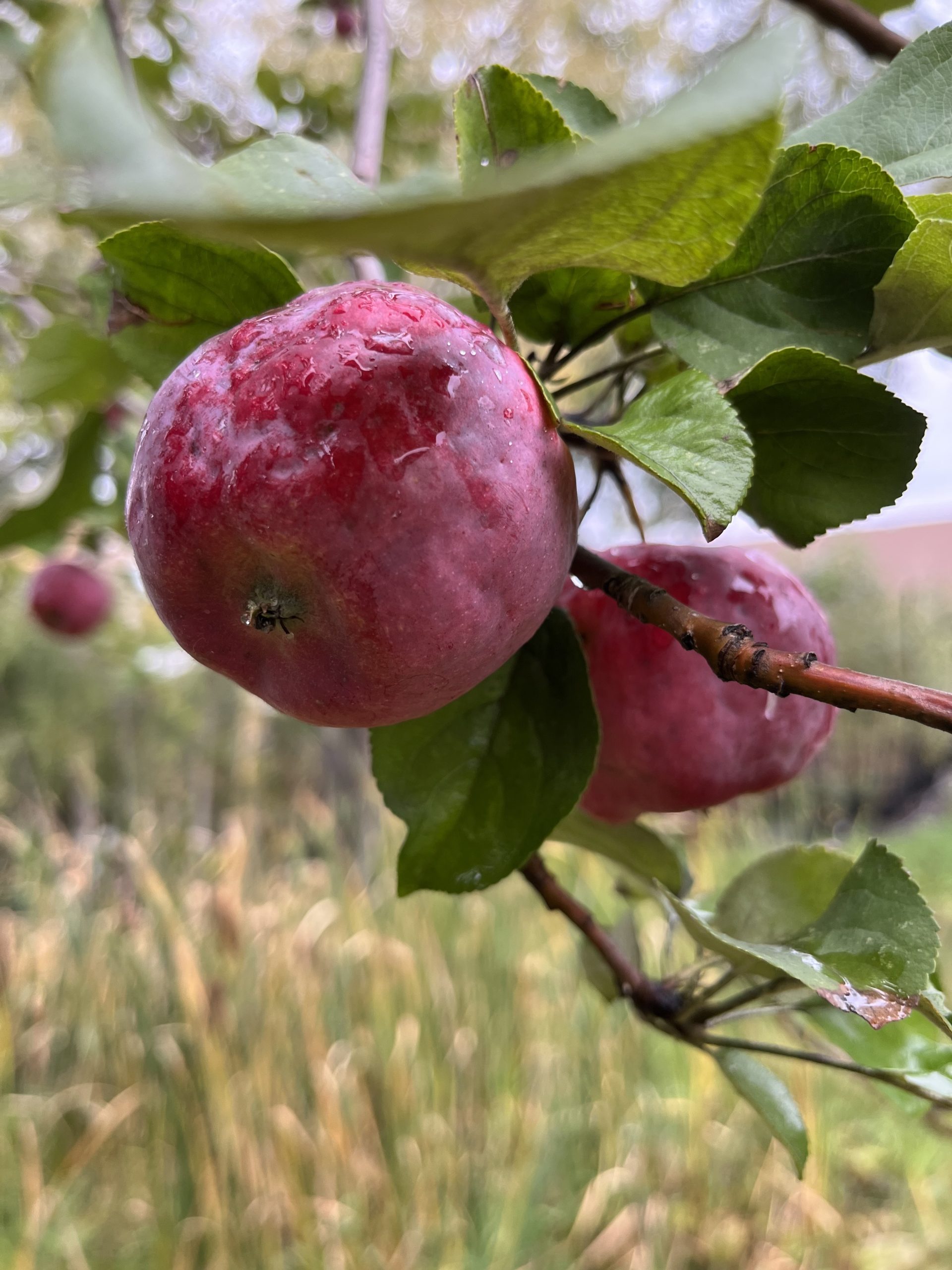 Red Sparkle Apple