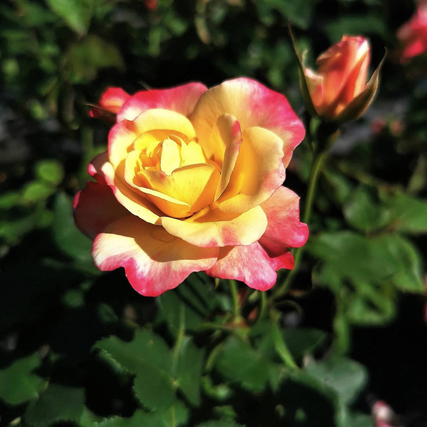 Rose Campfire 1