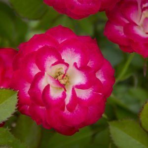 Rosa Never Alone