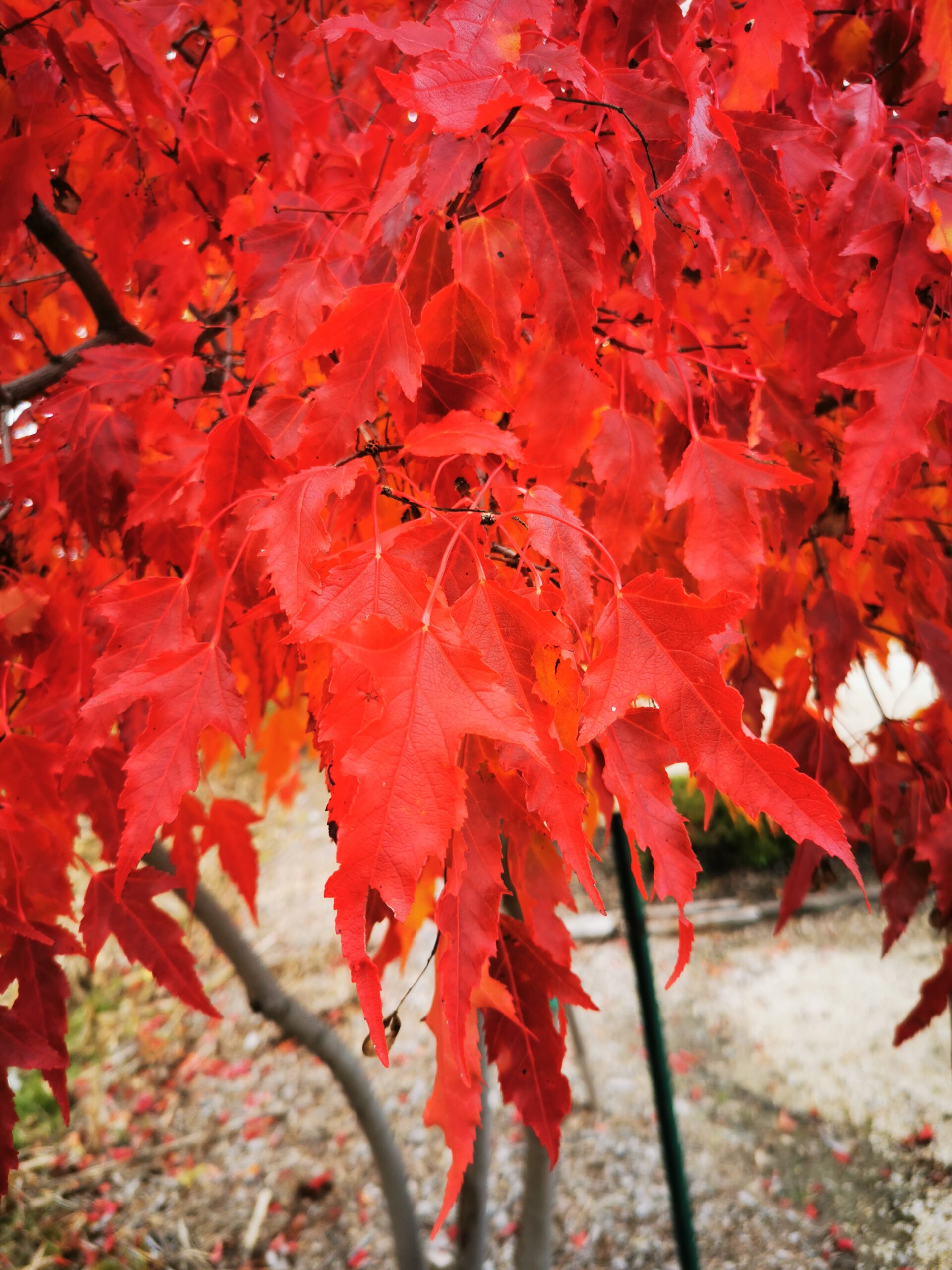 Royal Crown Amur Maple Fall Colour (1)