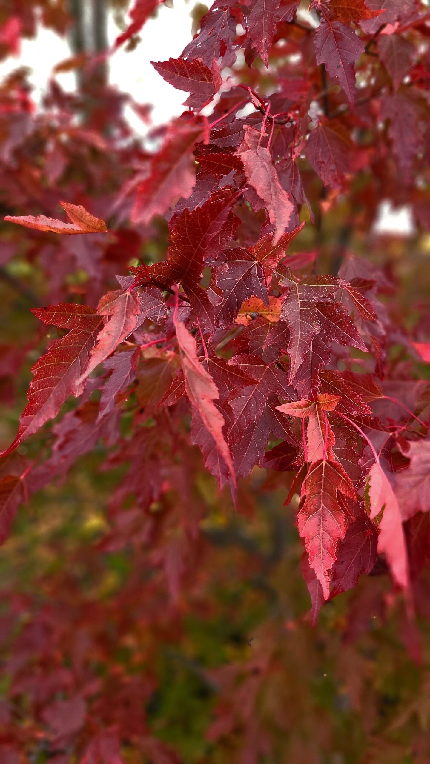 Royal Crown Amur Maple Fall Colour