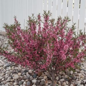 Russian Flowering Almond (sheldons)