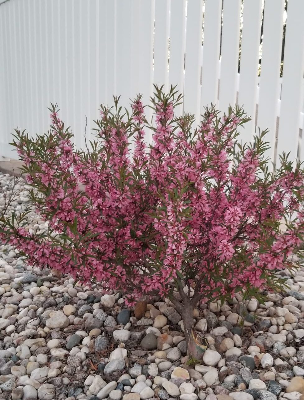 Russian Flowering Almond (sheldons)