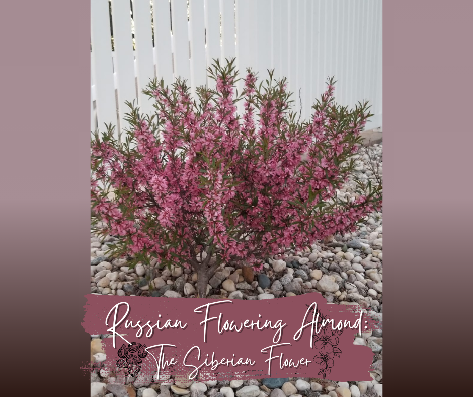 Russian Flowering Almond The Siberian Flower Blog Photo (1)