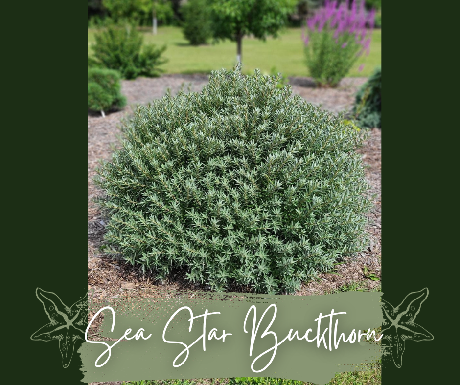 Sea Star Buckthorn Blog Photo