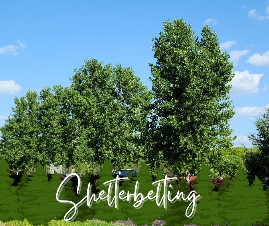 Shelterbelting Blog Photo