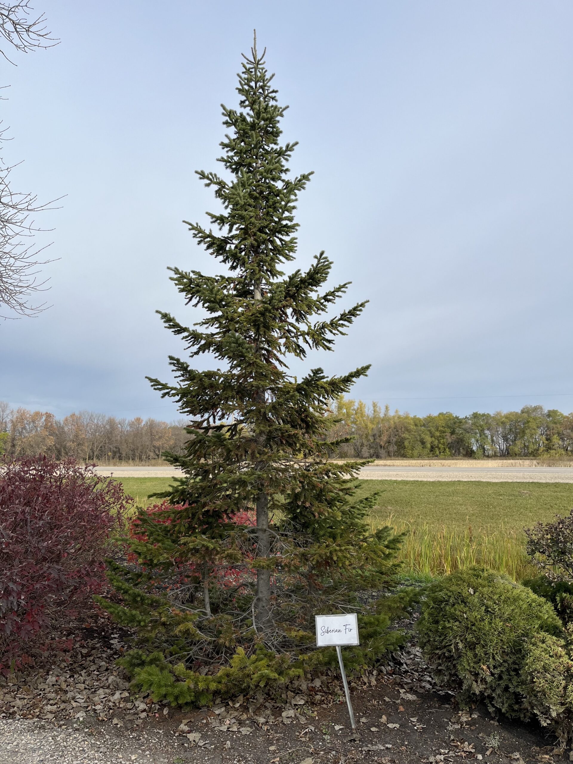 Siberian Fir (established)