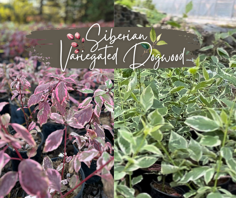 Siberian Variegated Dogwood Blog Photo
