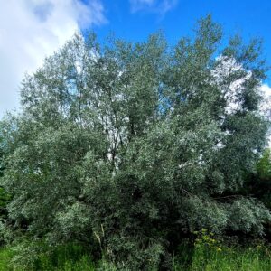Silky White Willow Established Katrina's