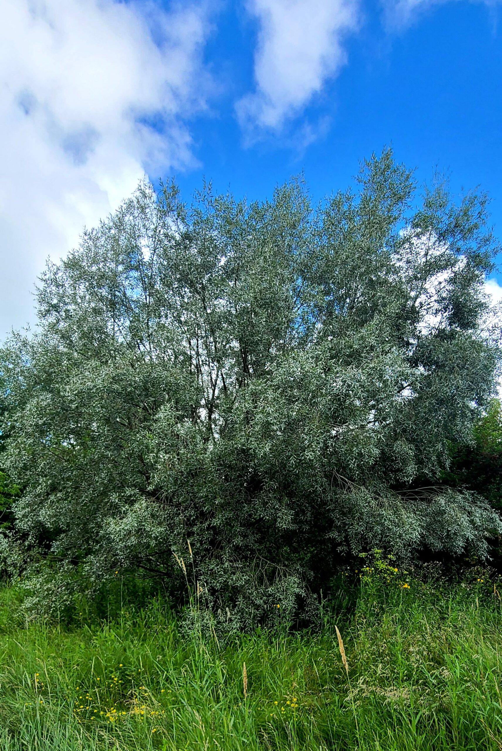 Silky White Willow Established Katrina's