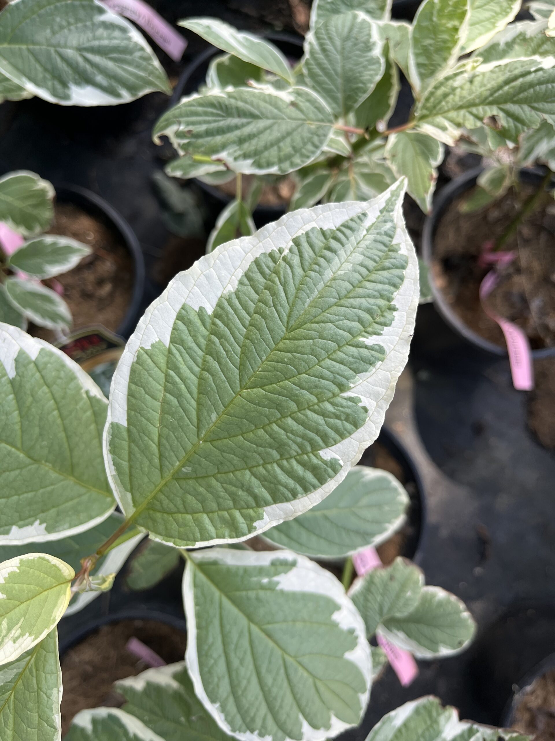 Silver Charm Dogwood (foliage)