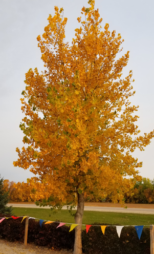 Siouxland Cottonwood Edited