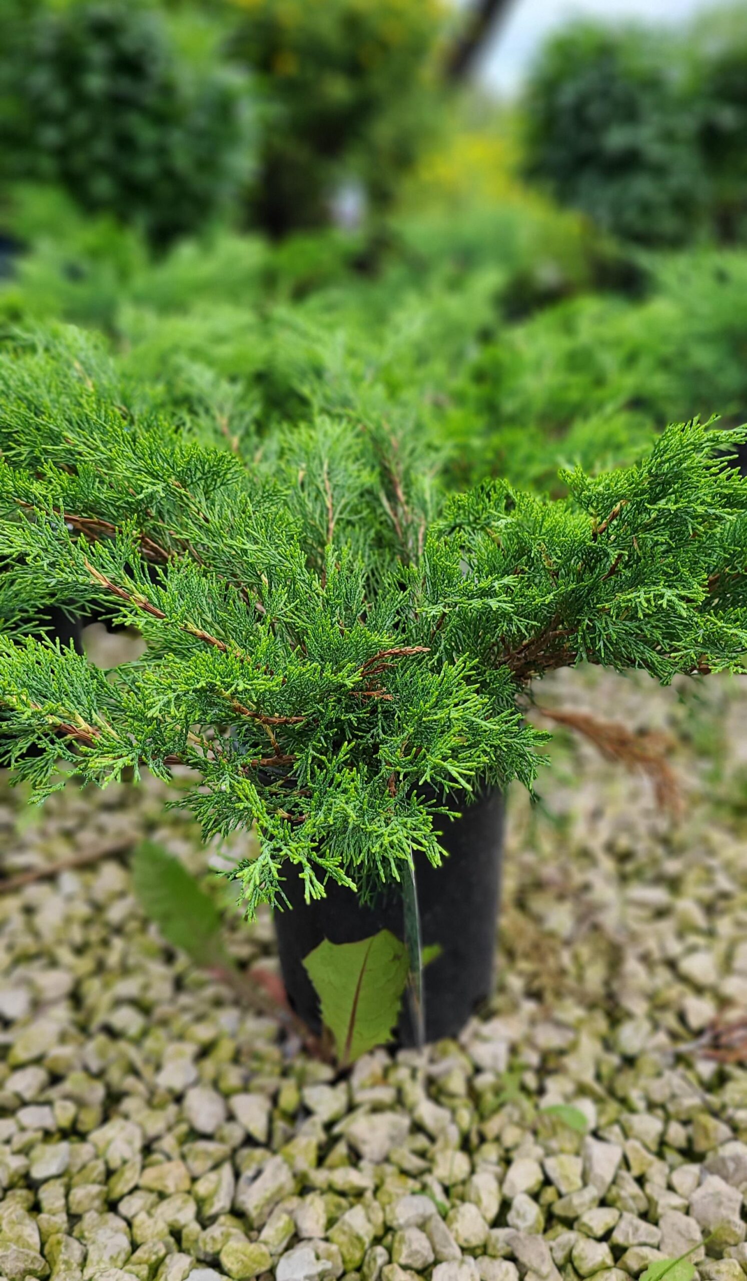 Skandia Juniper (in Pot)