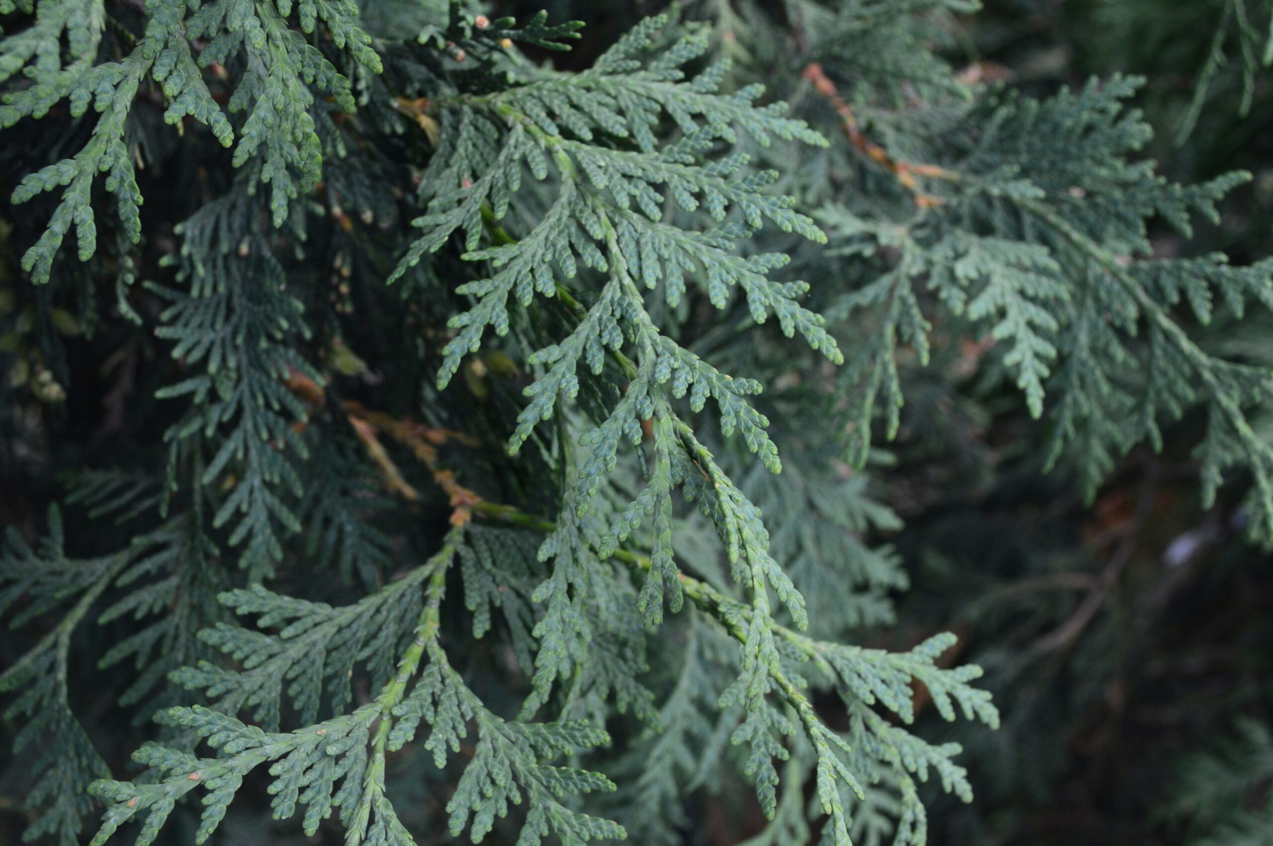 Skybound Cedar (foliage)