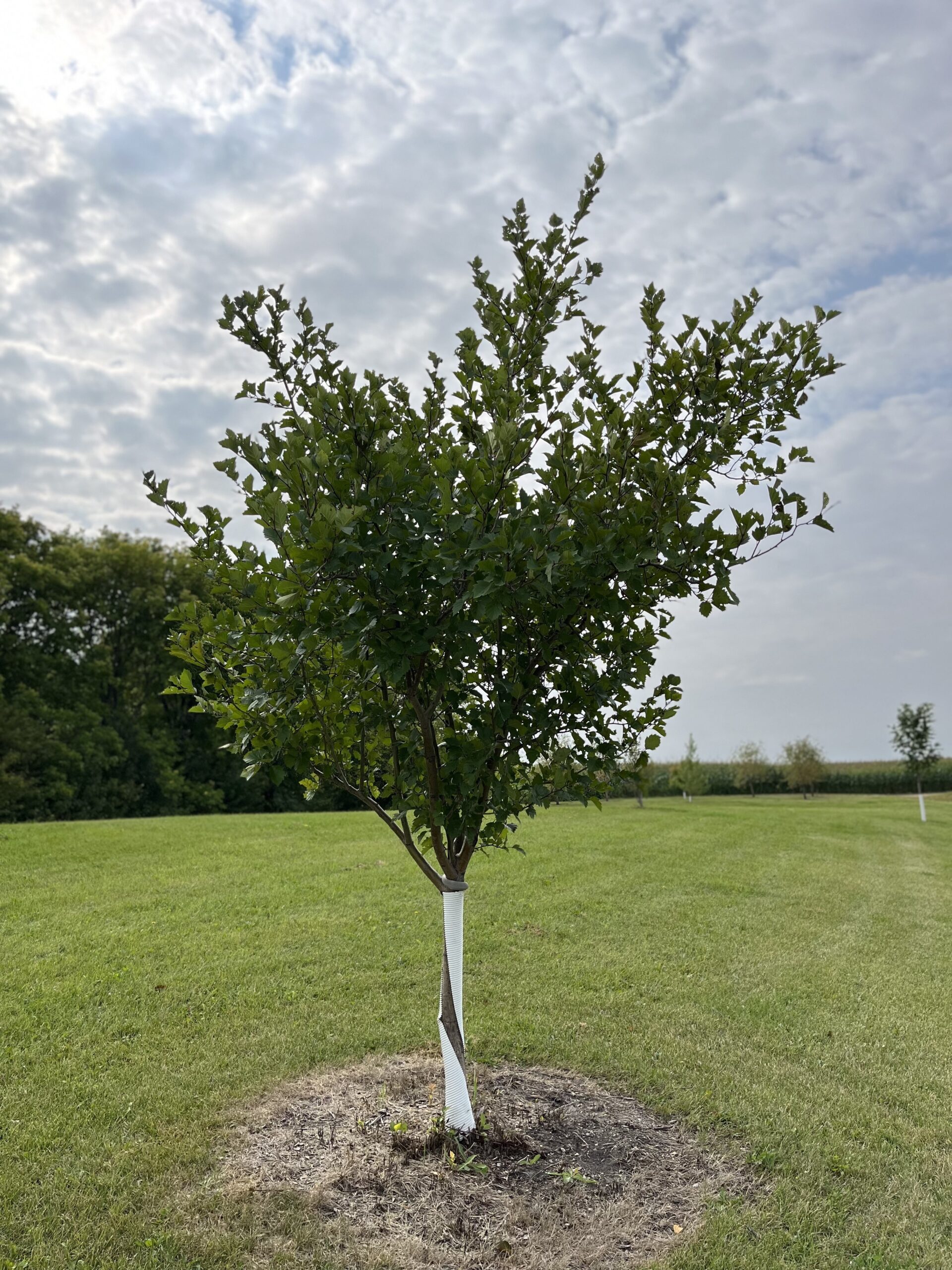 Snowbird Hawthorn Established