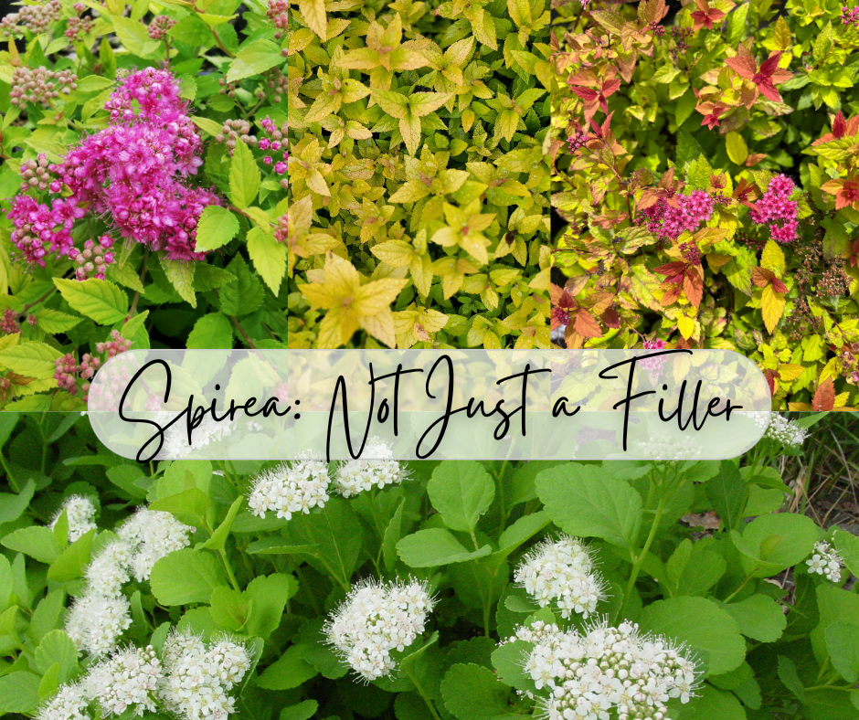 Spirea Not Just A Filler Blog Photo