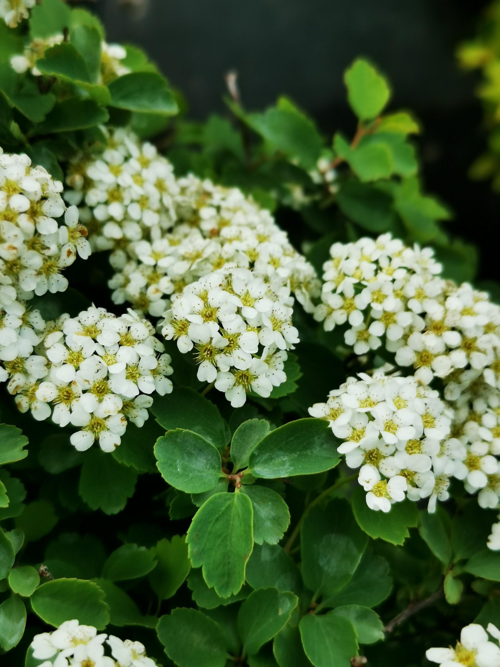 Spirea Three Lobed