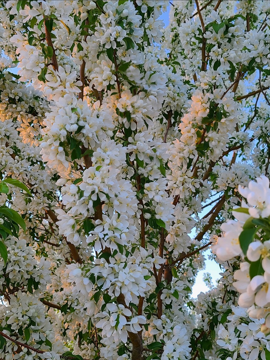 Spring Snow Flowering Crab Blooms