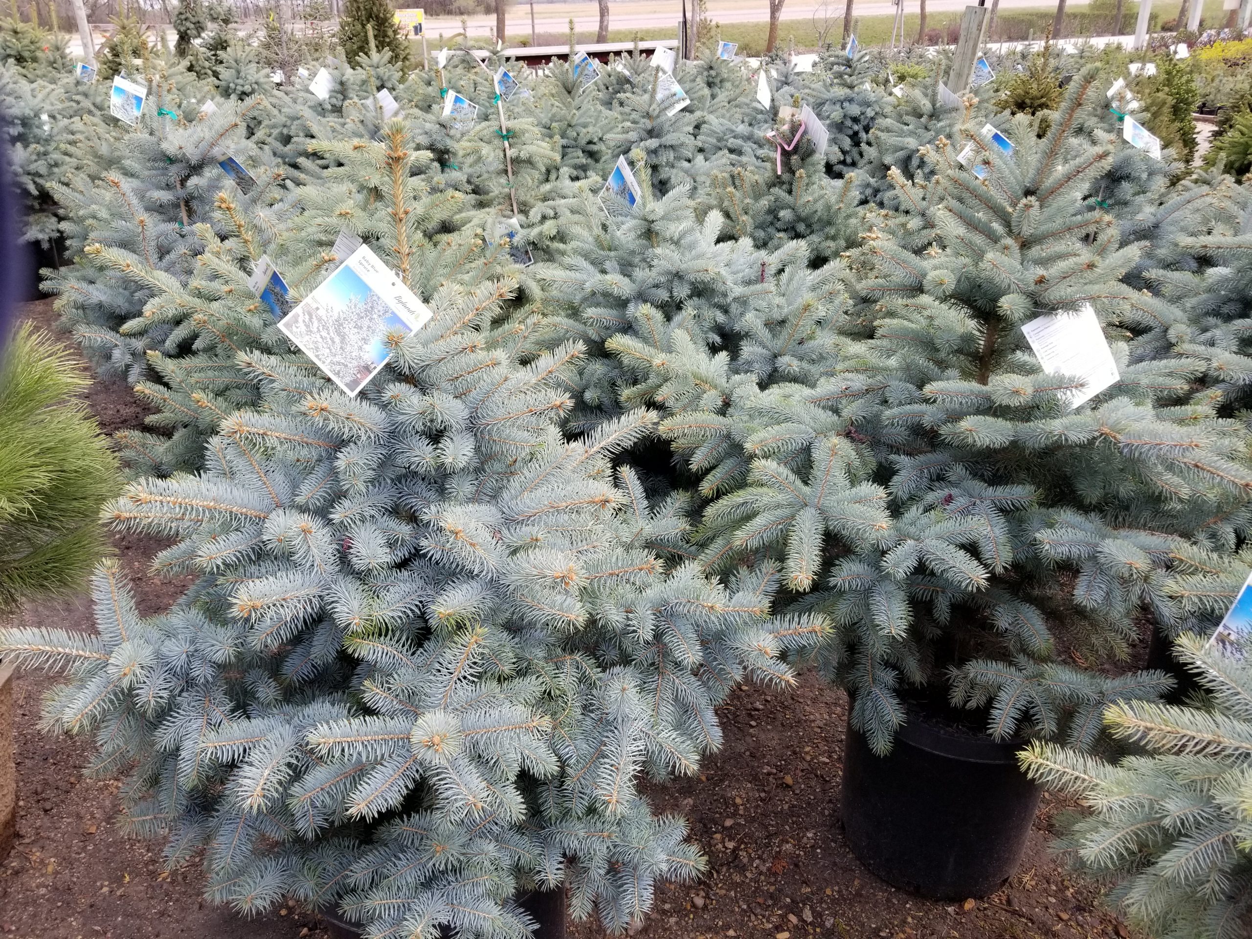 Spruce Baby Blue