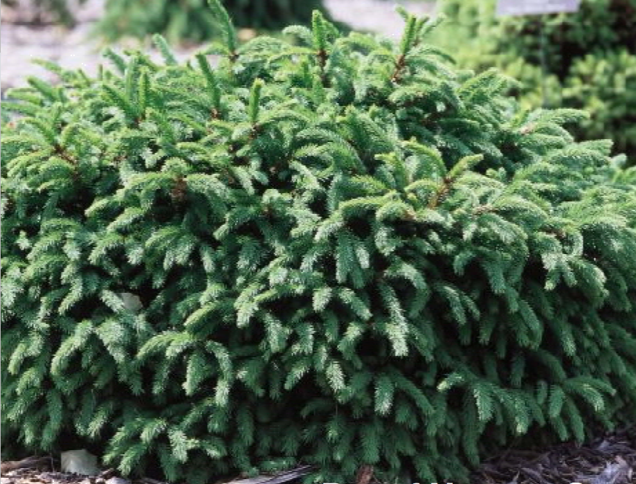 Spruce Dwarf Norway Jeffries Nurseries