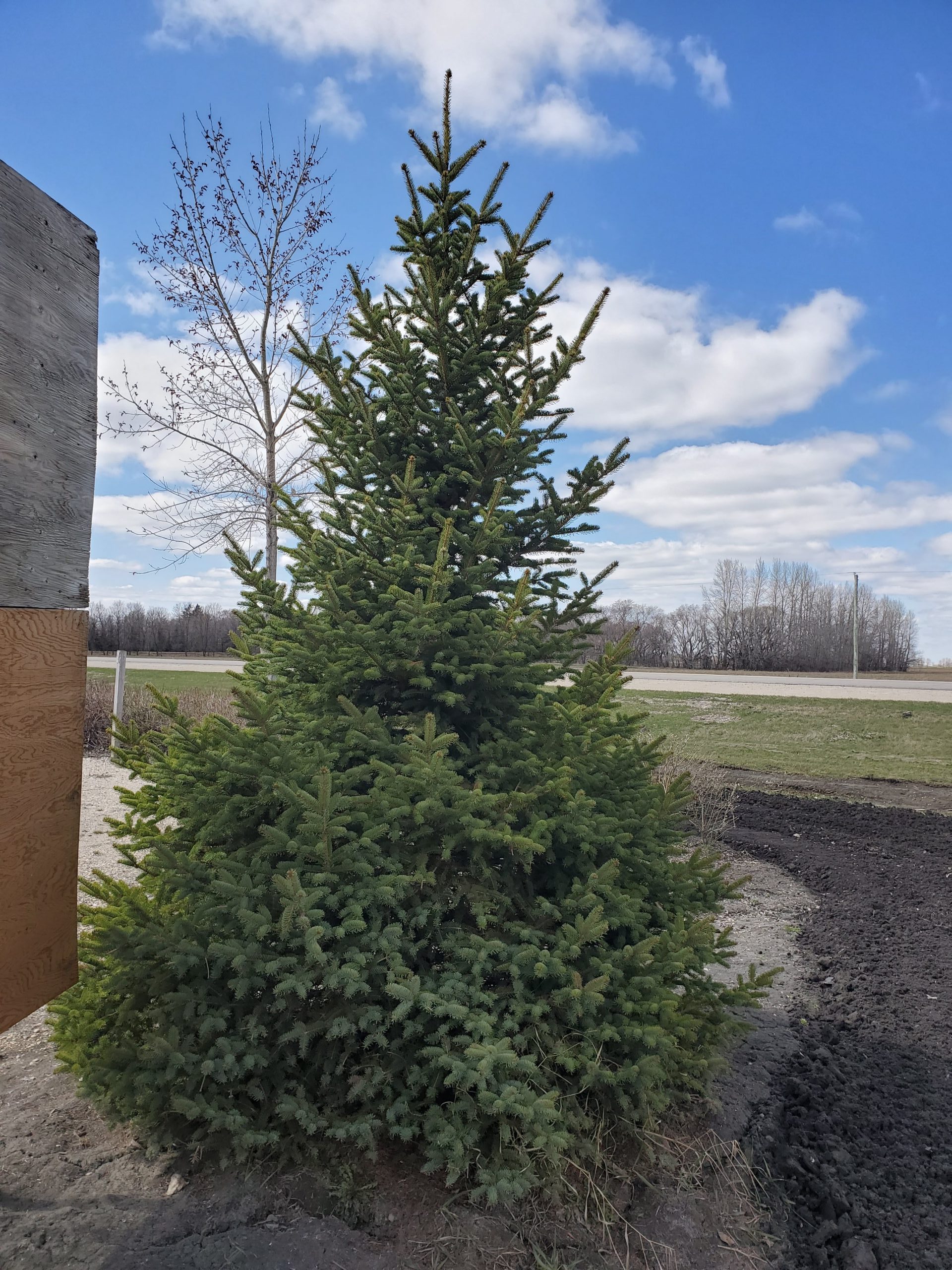 Spruce Meyers