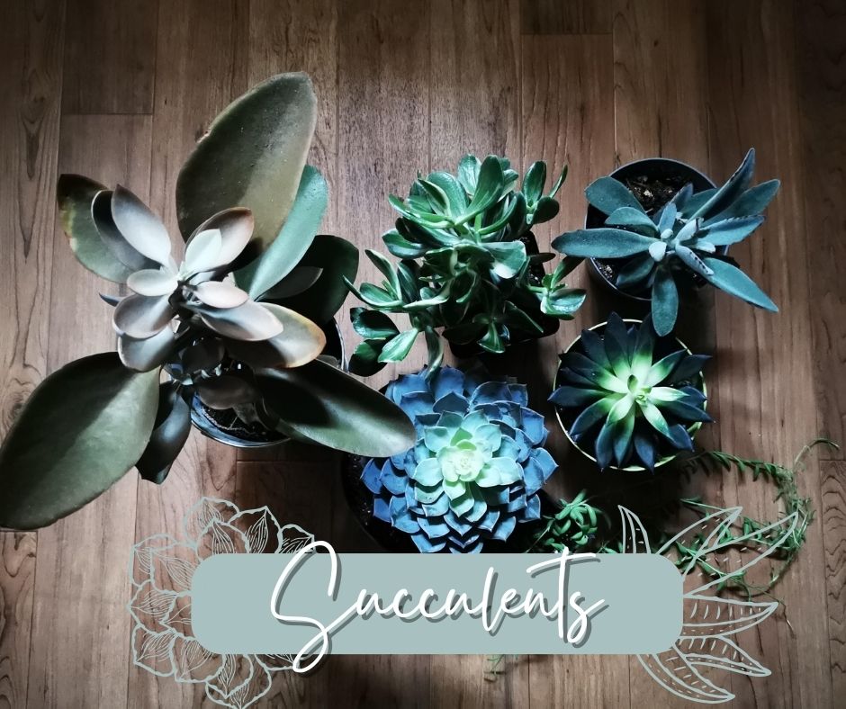Succulents Blog Photo