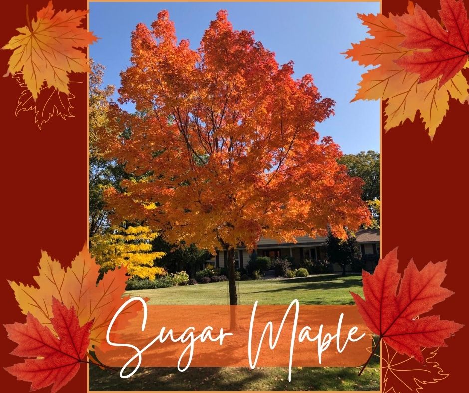 Sugar Maple