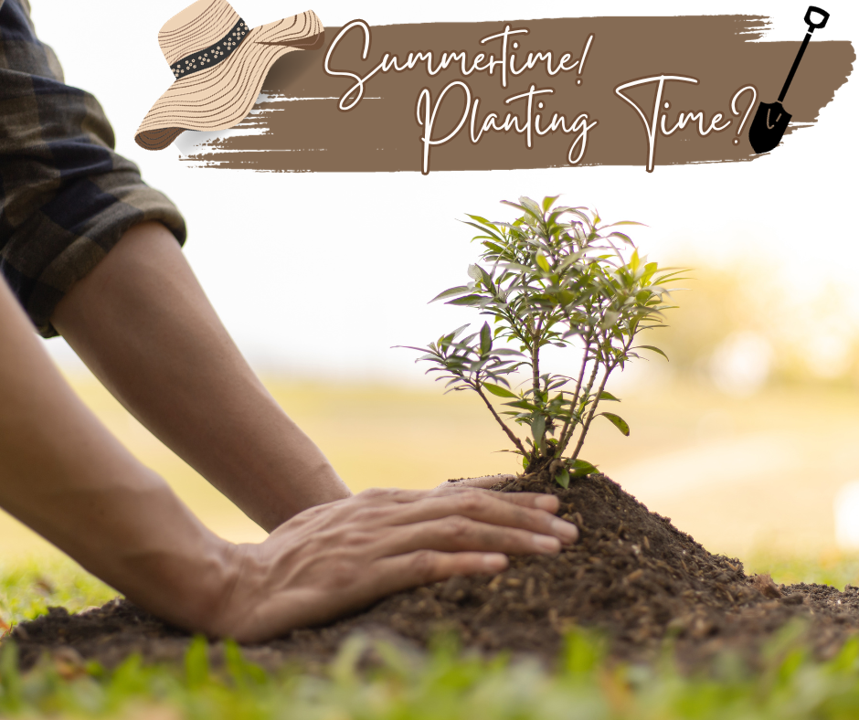 Summertime! Planting Time Blog Photo