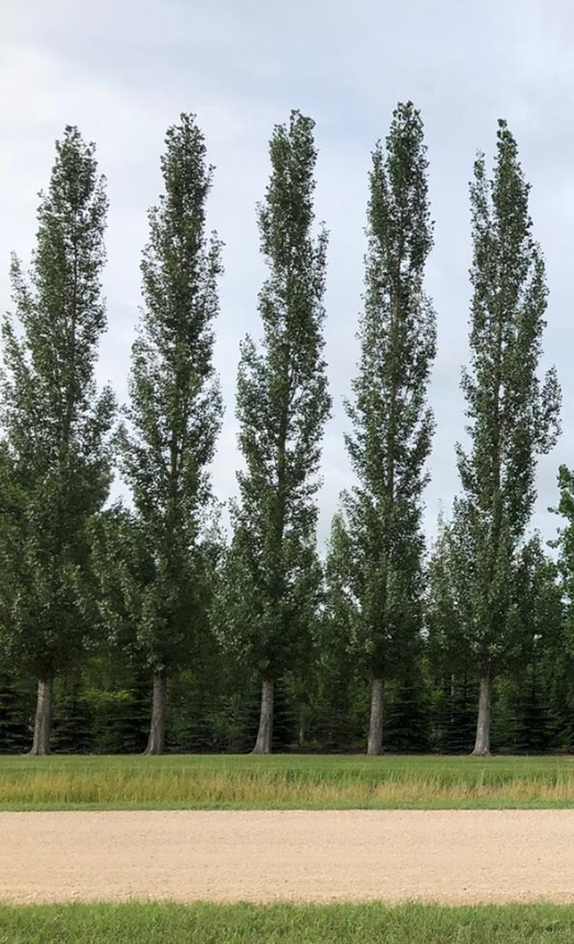 Sundance Poplar Established Jeffries