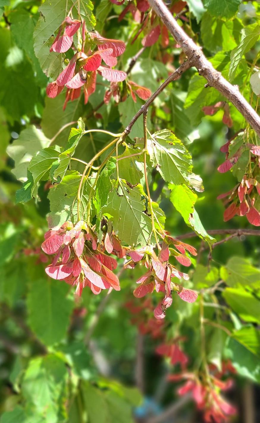 Tatarian Maple Seeds