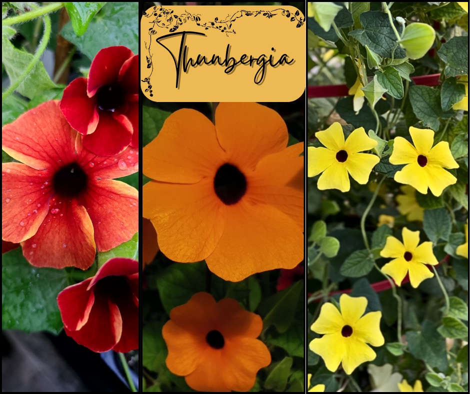 Thunbergia Blog Photo