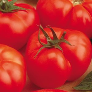 Tomato Beefmaster