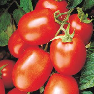 Tomato Health Kick