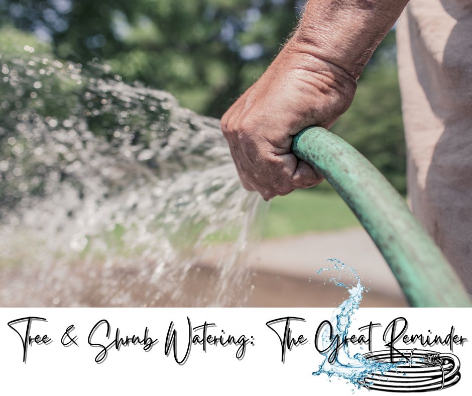 Tree & Shrub Watering The Great Reminder Blog Photo