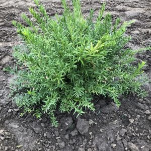 Turkestan Burning Bush