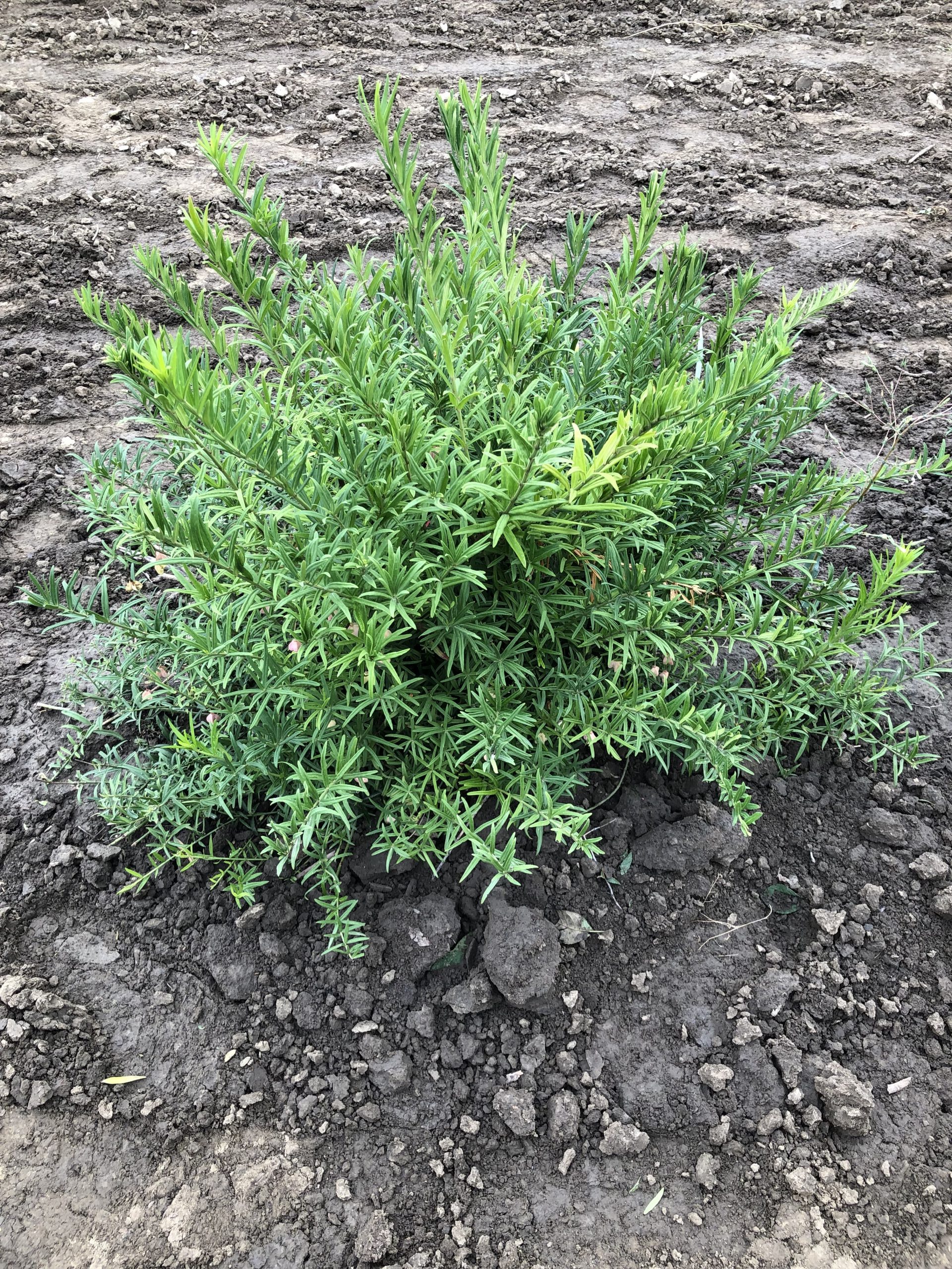 Turkestan Burning Bush