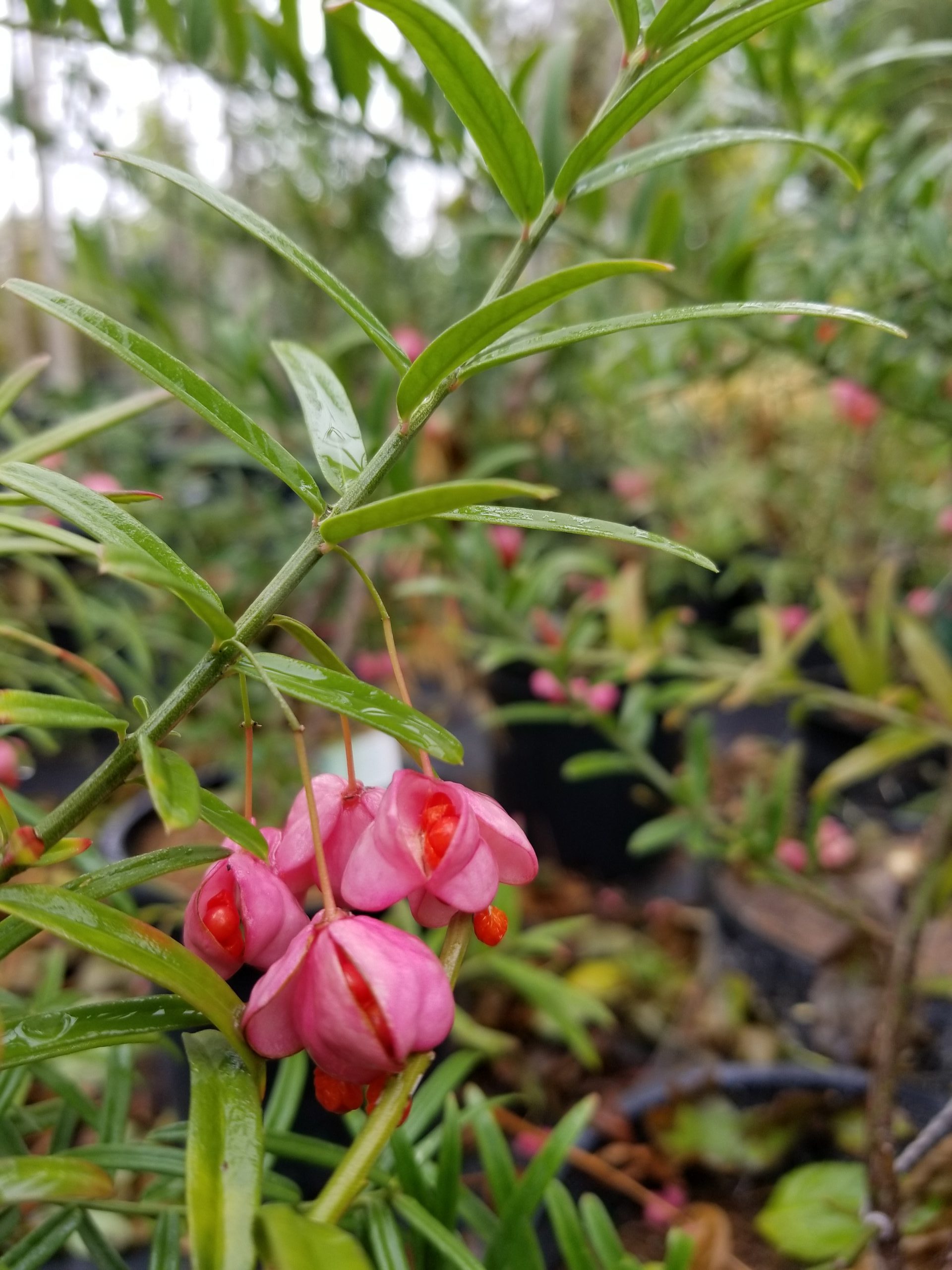 Turkestan Burning Bush Summer Seeds