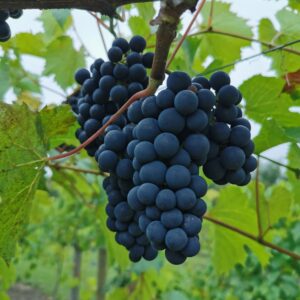 Valiant Grape