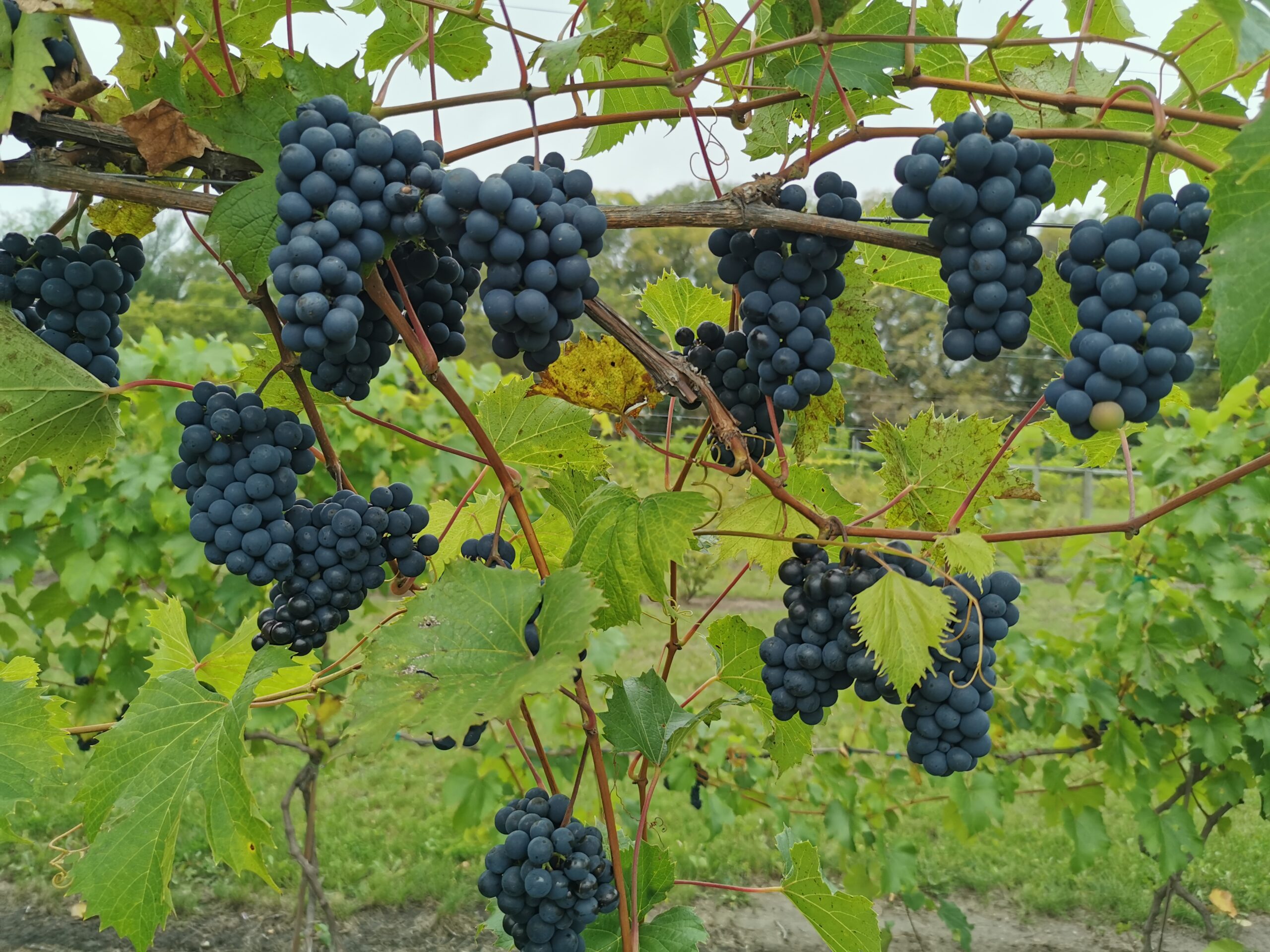Valiant Grape Ndsu (1)