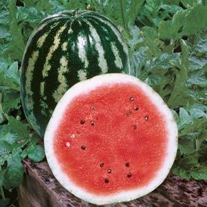 Watermelon Crimson Sweet