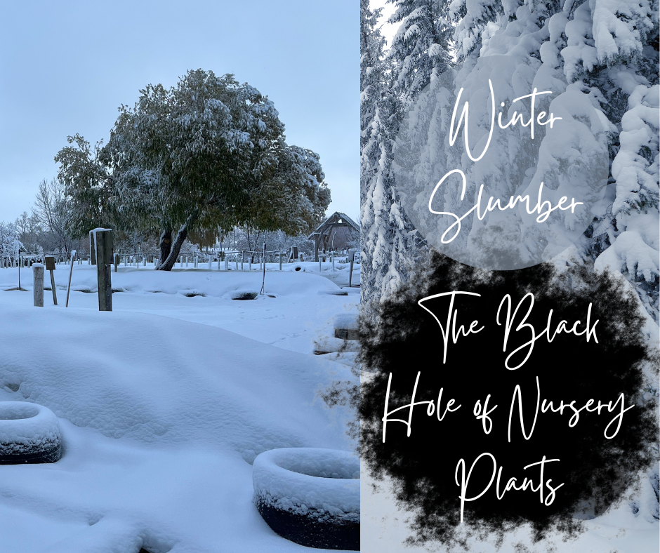 Winter Slumber Blog Photo