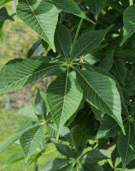 Ohio Buckeye Edited