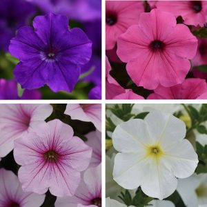 18 Summer Colours