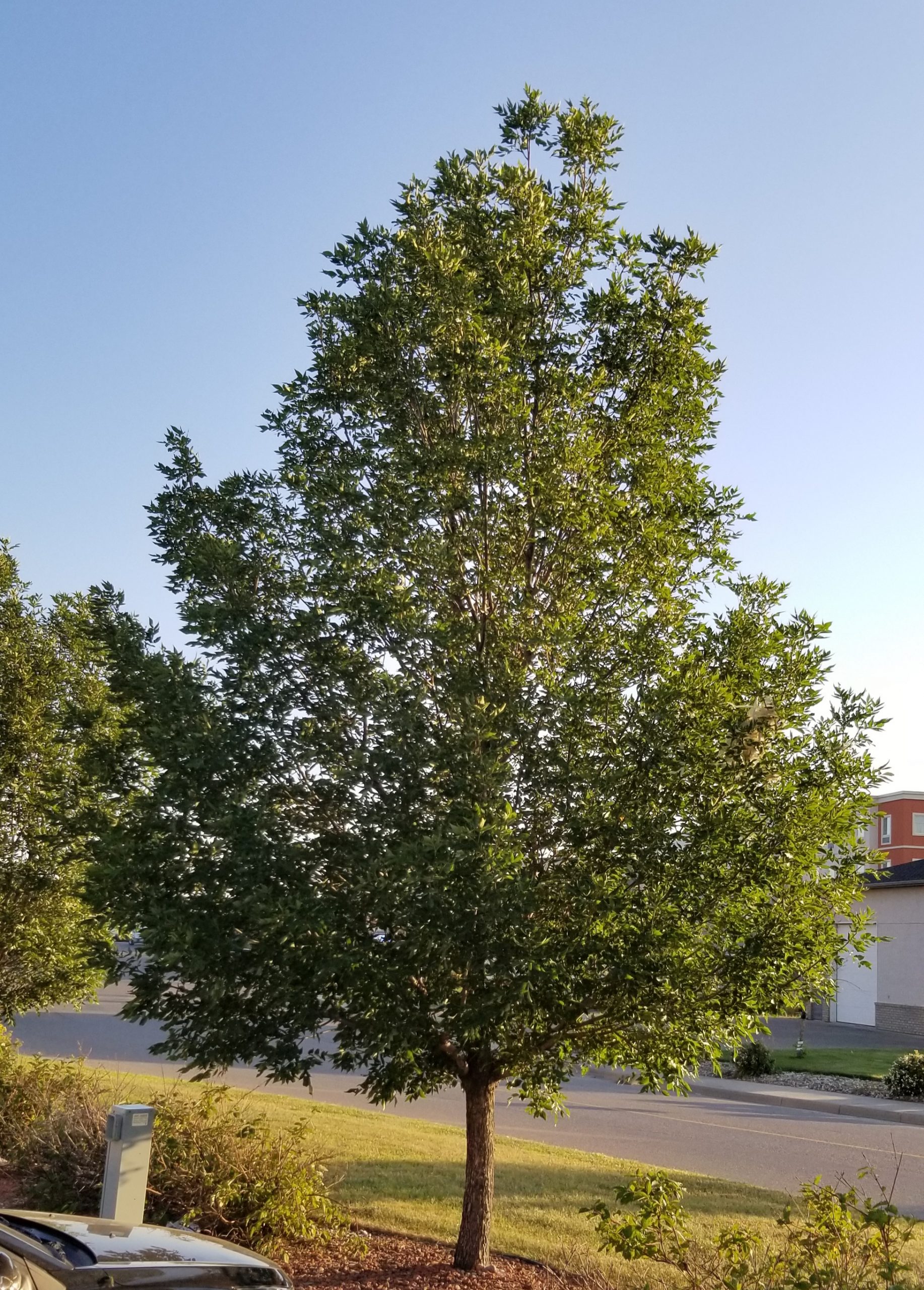 Ash Prairie Spire Green