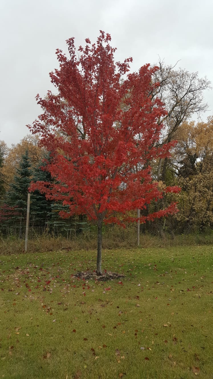 Autumn Blaze Maple Established (fall Colour) Katrina's