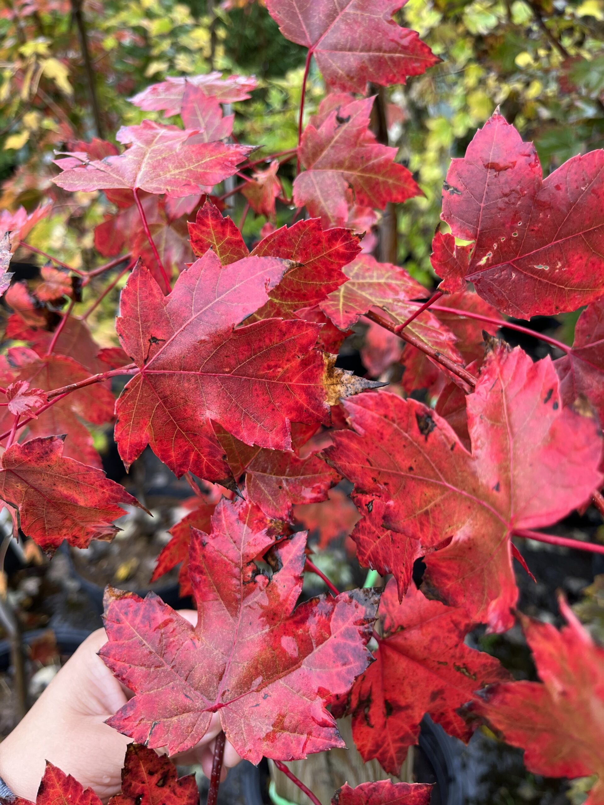 Autumn Blaze Maple
