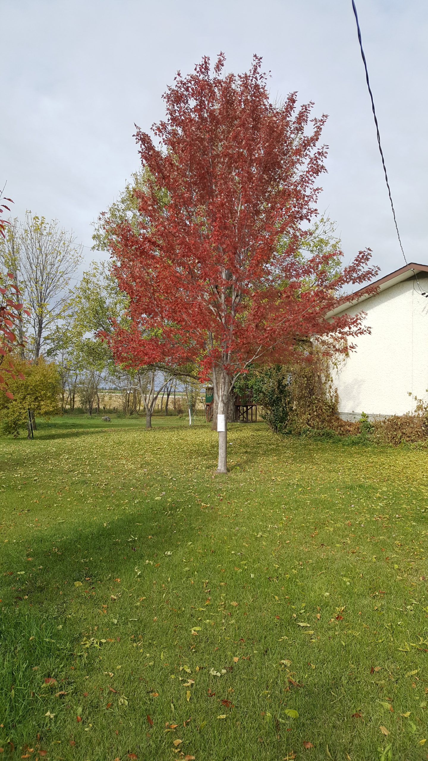 Autumn Blaze Maple (ryan's House)